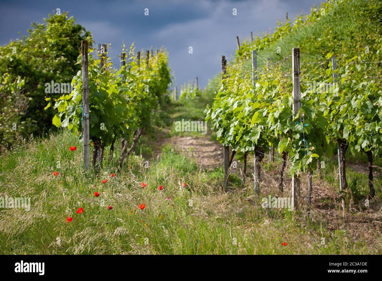 Landschaftlich schöner Blick auf den Weinberg bei Tageslicht Stockfoto