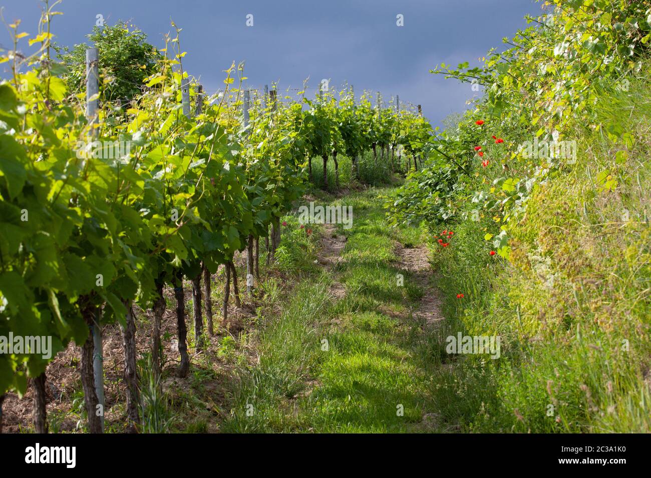 Weinberg Terrassen Stockfotos und bilder Kaufen Alamy