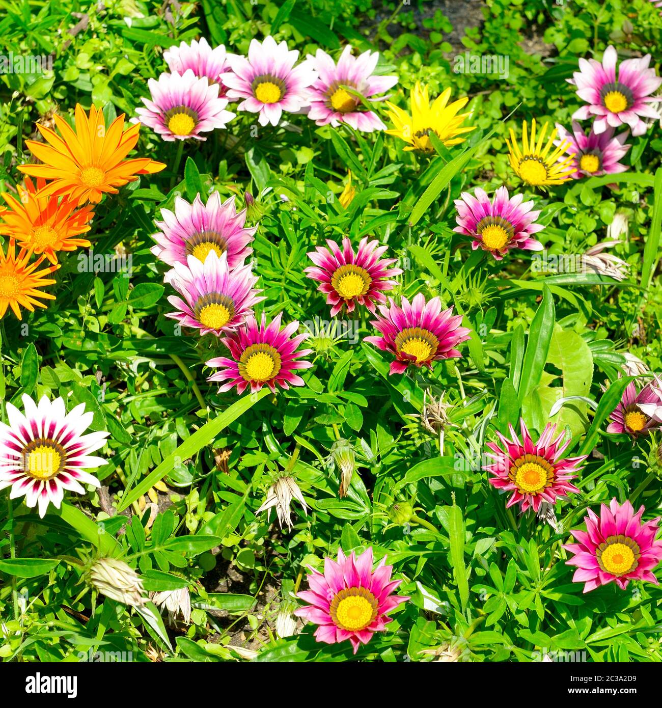 Gelbe, weiße, rote Blüten von Gazania auf Blumenbeet. Stockfoto