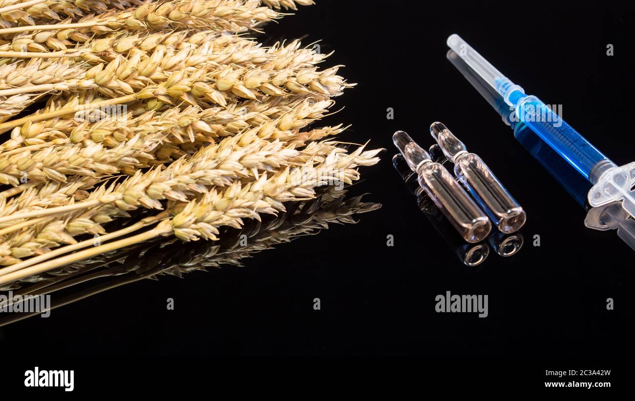 Eine Spritze mit einer chemischen Substanz und Ampullen liegen auf einem Tisch mit Ohren von Weizen. Weizen und Korn Tests für GVO. Gentechnisch veränderten Lebensmitteln. Der ha Stockfoto