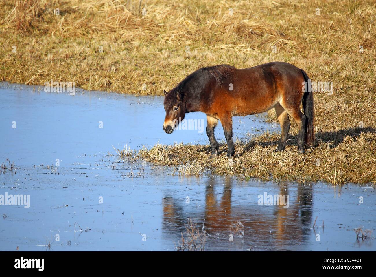 Exmoor-Pony im Bingenheimer Ried Stockfoto