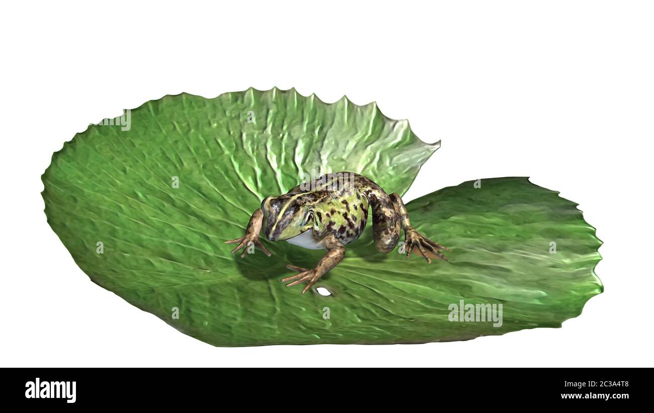 Frosch auf Seerosenunterlage - Vorderansicht Stockfoto