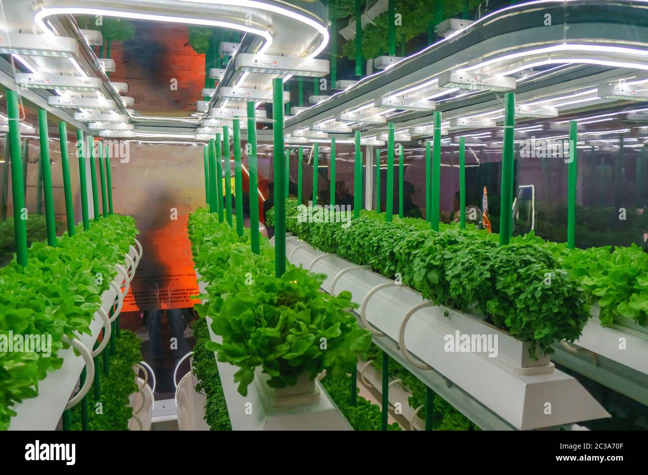 Soiless Kultur von Gemüse unter künstlichem Licht. Bio hydroponic Gemüsegarten. LED-Licht Indoor Farm, Landwirtschaft T Stockfoto