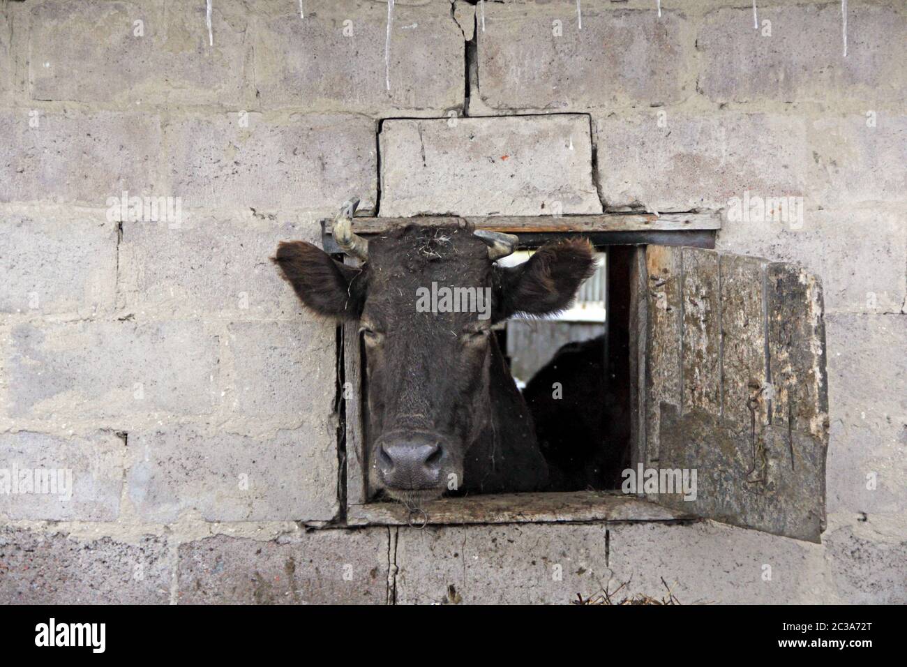 Kuh, die aus dem Fenster des Schuppen auf der roten Ziegelmauer schaut. Tierhaltung. Viehzucht Stockfoto