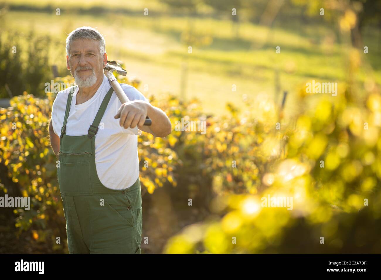 Senior Gärtner Gartenarbeit in seine Permakultur Garten-Holding einen Spaten Stockfoto