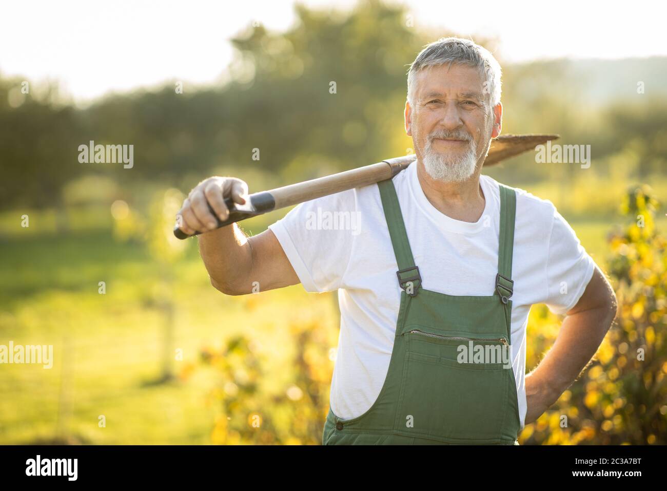 Senior Gärtner Gartenarbeit in seine Permakultur Garten-Holding einen Spaten Stockfoto