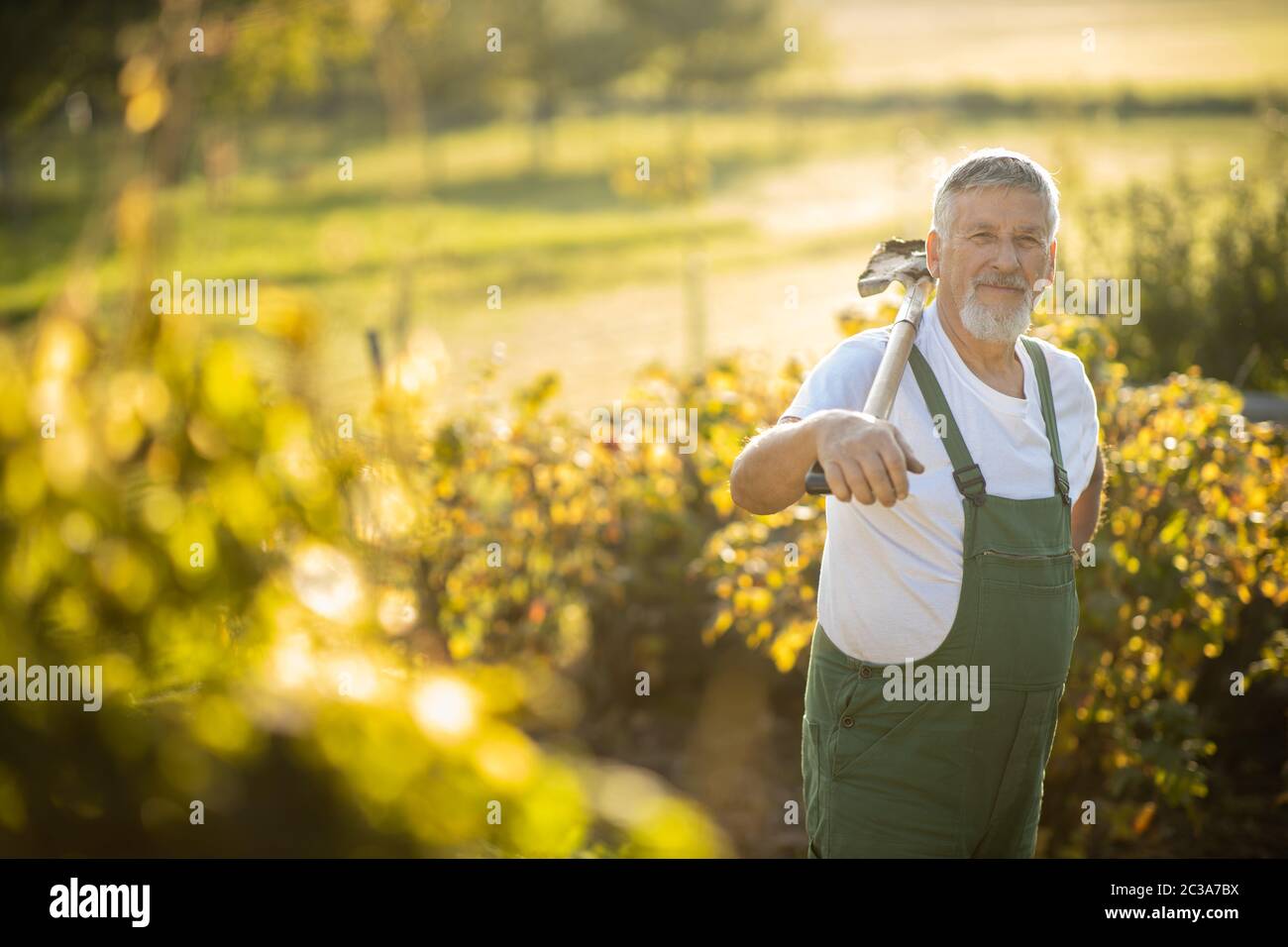 Senior Gärtner Gartenarbeit in seine Permakultur Garten-Holding einen Spaten Stockfoto