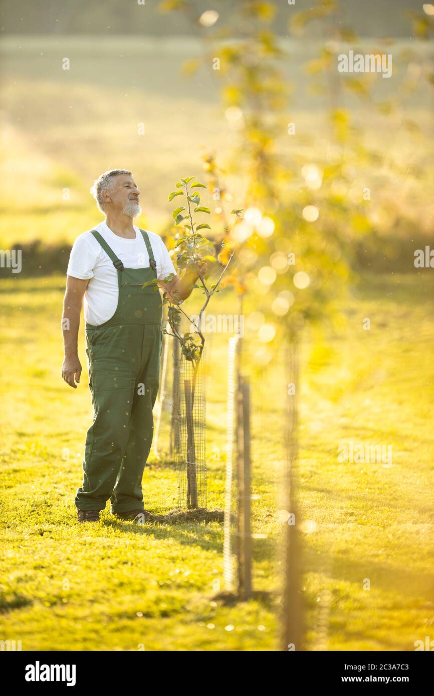 Senior Gärtner Gartenarbeit in seine Permakultur Garten - Kontrolle junge Obstbäume in seinem Obstgarten Stockfoto