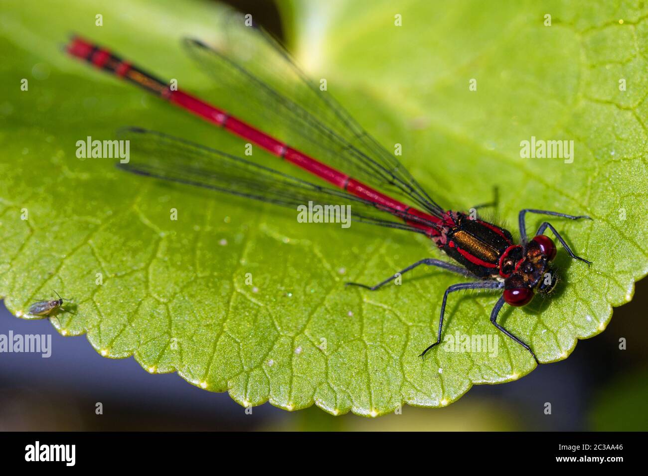 Damselfly, Perth, Schottland Stockfoto