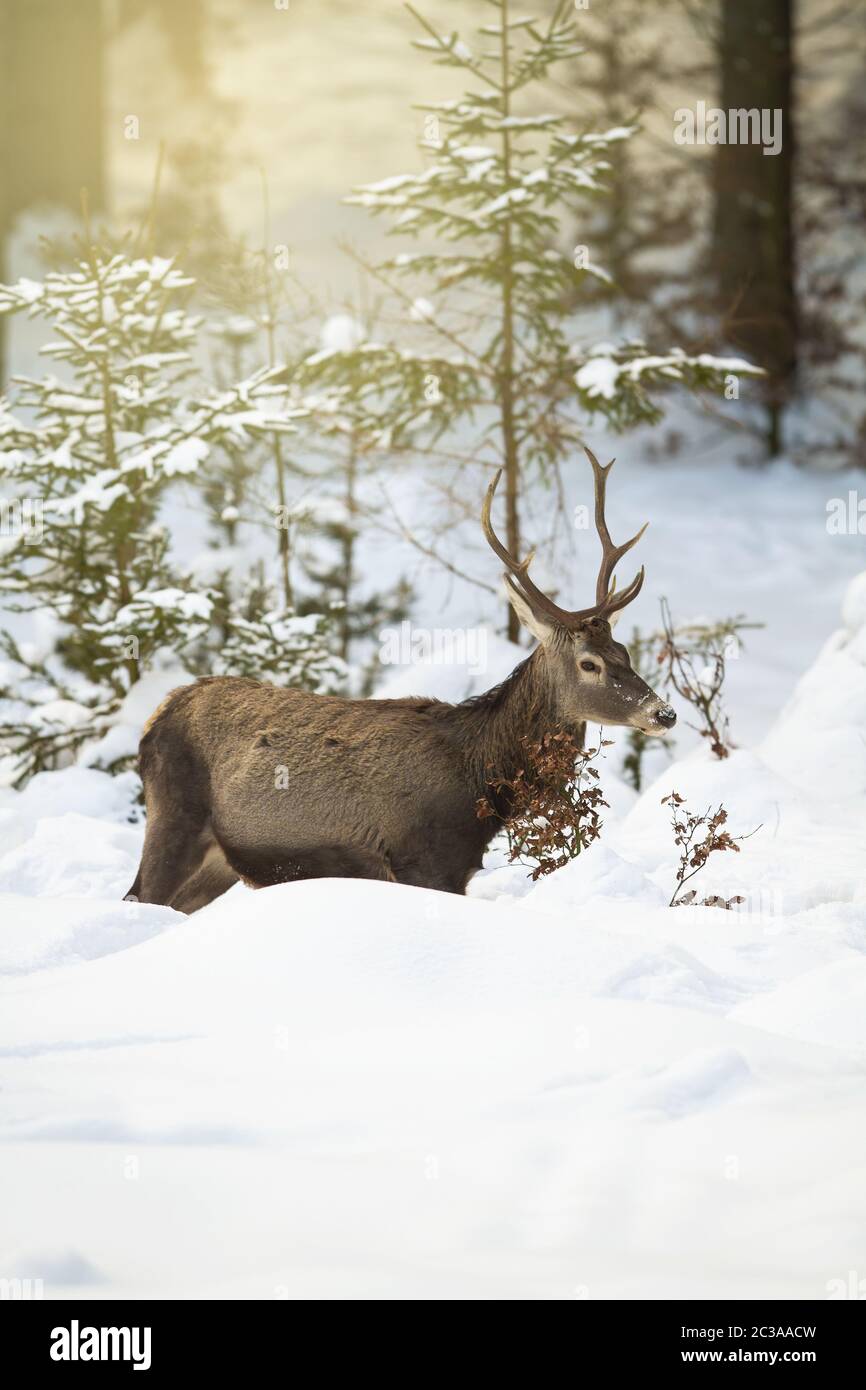 Rothirsch, Gebärmutterhals, Hirsch, der im Winterwald mit Sonnenstrahlen im Tiefschnee kämpft. Wilde Tiere, die unter kalten Bedingungen unter Bäumen spazieren gehen. Vertikales CO Stockfoto