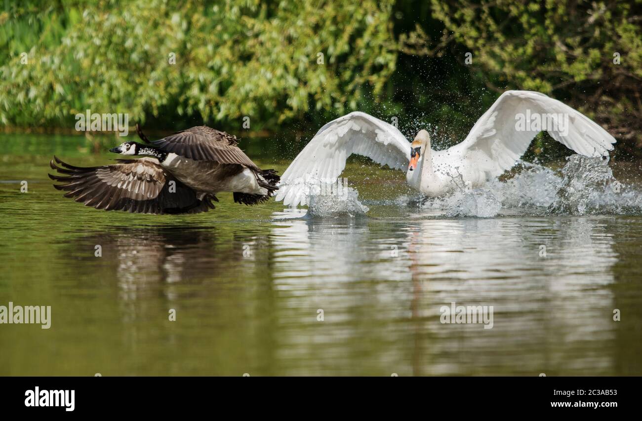 Mute Swan kämpft Kanada Gans auf dem Wasser.. Sein lateinischer Name ist Cygnus olor. Stockfoto