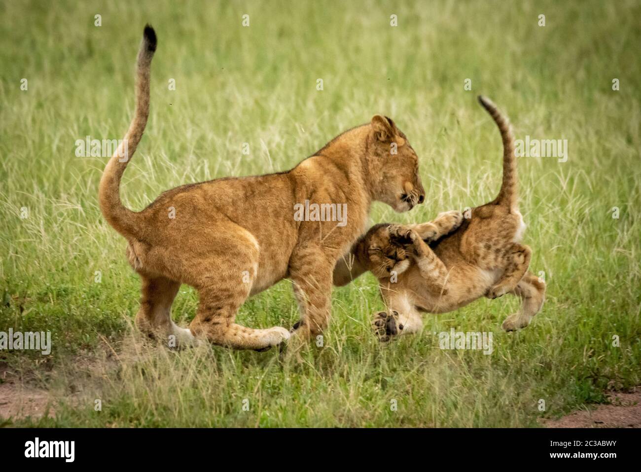 Ein lion Cub klammert sich an der schiefe Stamm eines Baumes unter einem perfekten blauen Himmel. Es war ein goldenes Fell und öffnete ihren Mund zu gähnen. Schuss mit einer Nikon Stockfoto