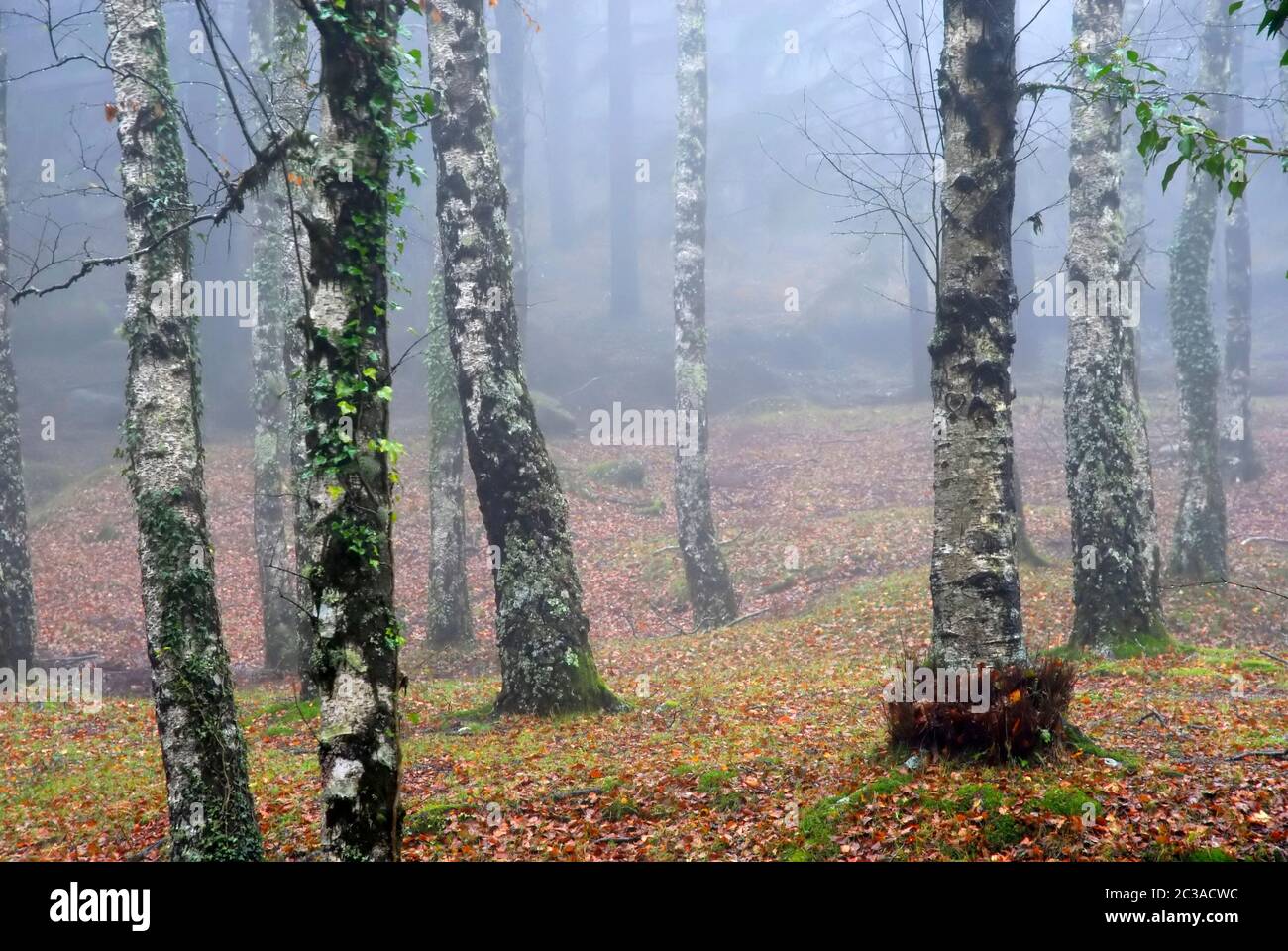 Herbst Wald Detail in einem nebligen Tag Stockfoto