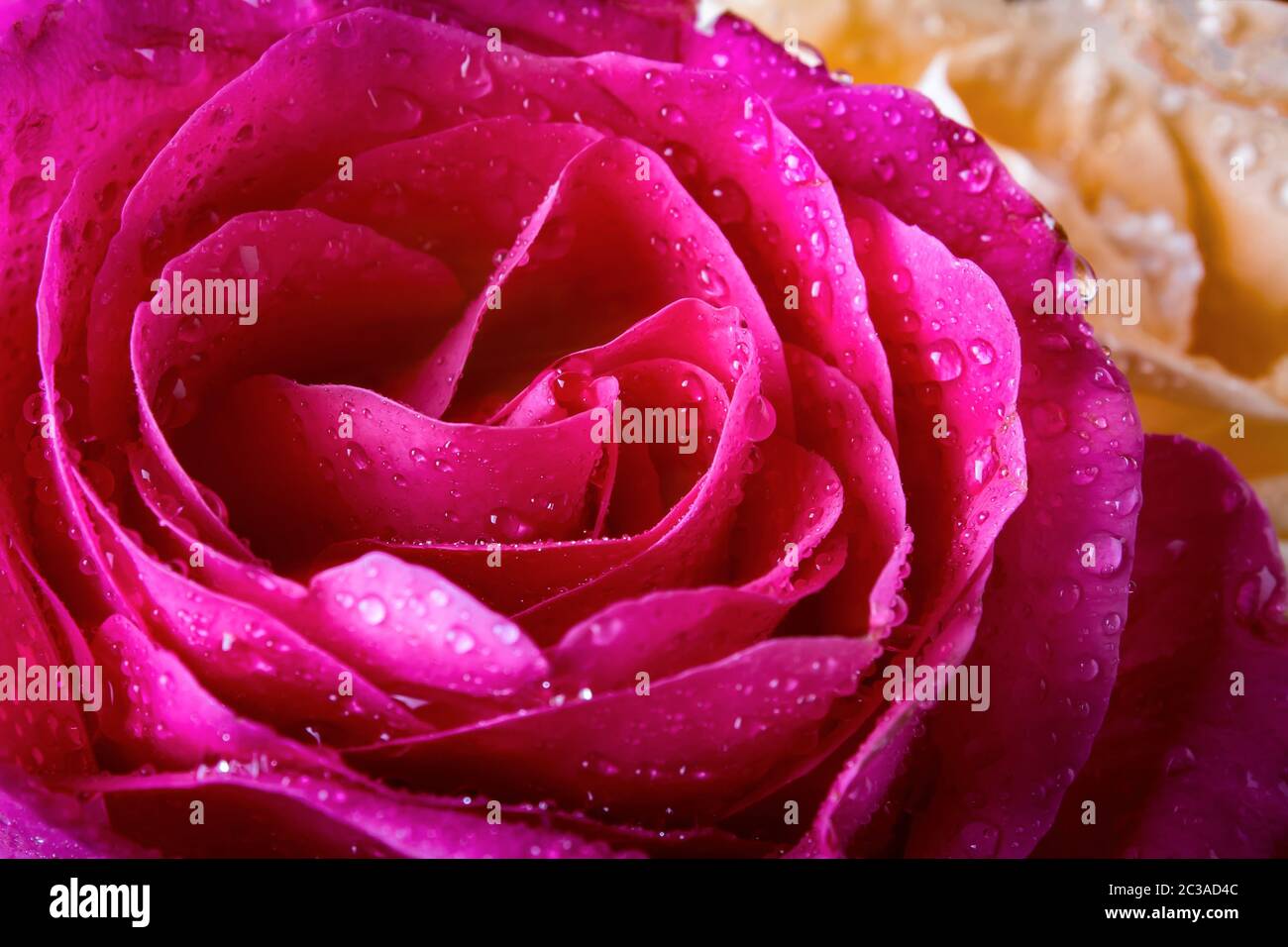 Rosa Rose in Wassertropfen Nahaufnahme. Rose in Tau. Blumen als Geschenk für den Urlaub. Stockfoto