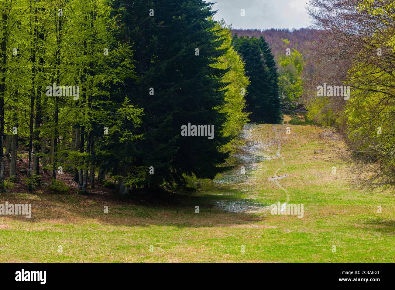 Bäume im Amiata Berg im Frühjahr Saison, Toskana, Italien Stockfoto