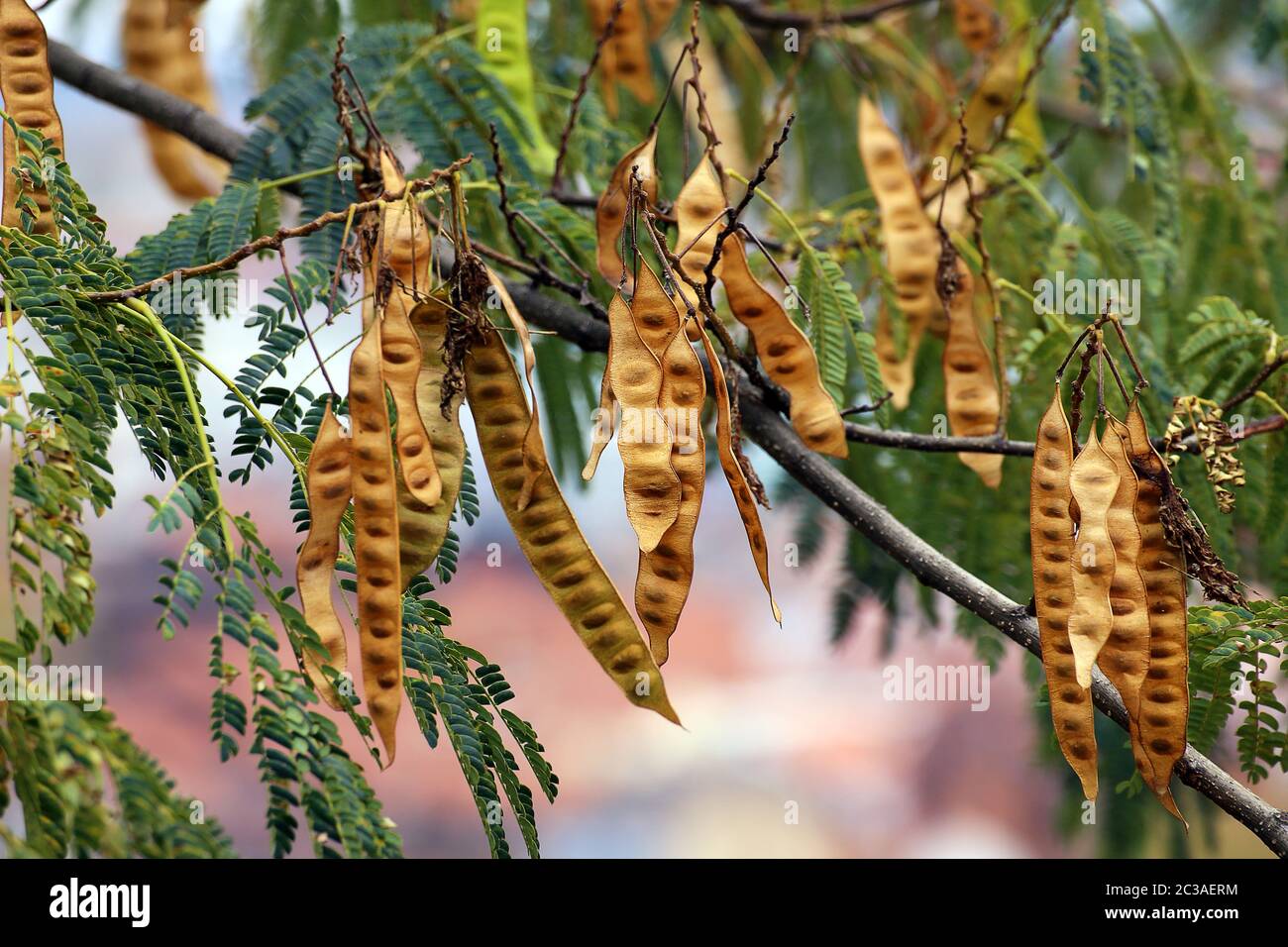 Hülsenfrüchte vom albizia julibrissin Schlafbaum Stockfoto