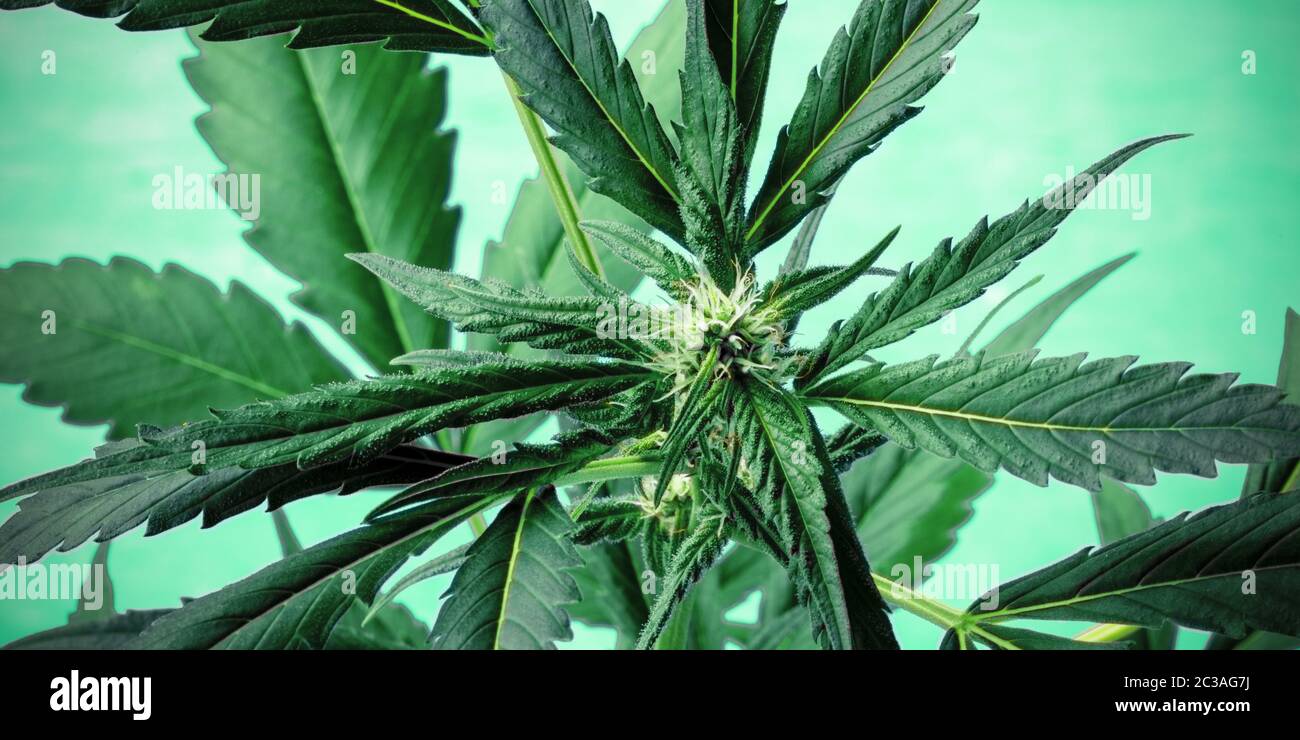 Cannabis auf grünem Panorama. Marihuana-Pflanze mit lebendigen Blättern, Stigmen und Trichomen Stockfoto