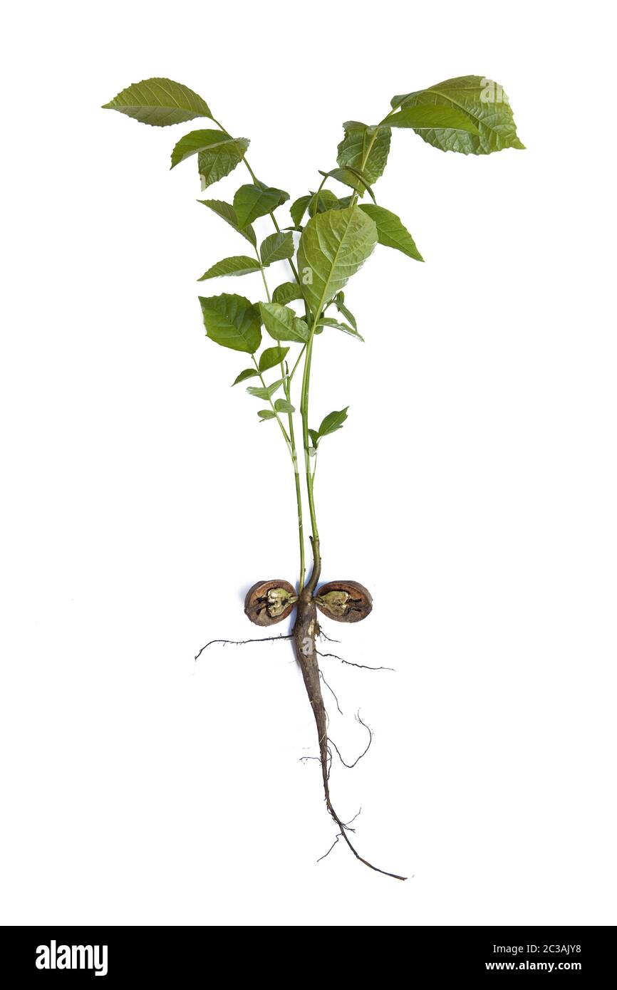 Kleiner Walnussbaum (Juglans regia) als Ausschnitt, Witten, Ruhrgebiet, Deutschland, Europa Stockfoto