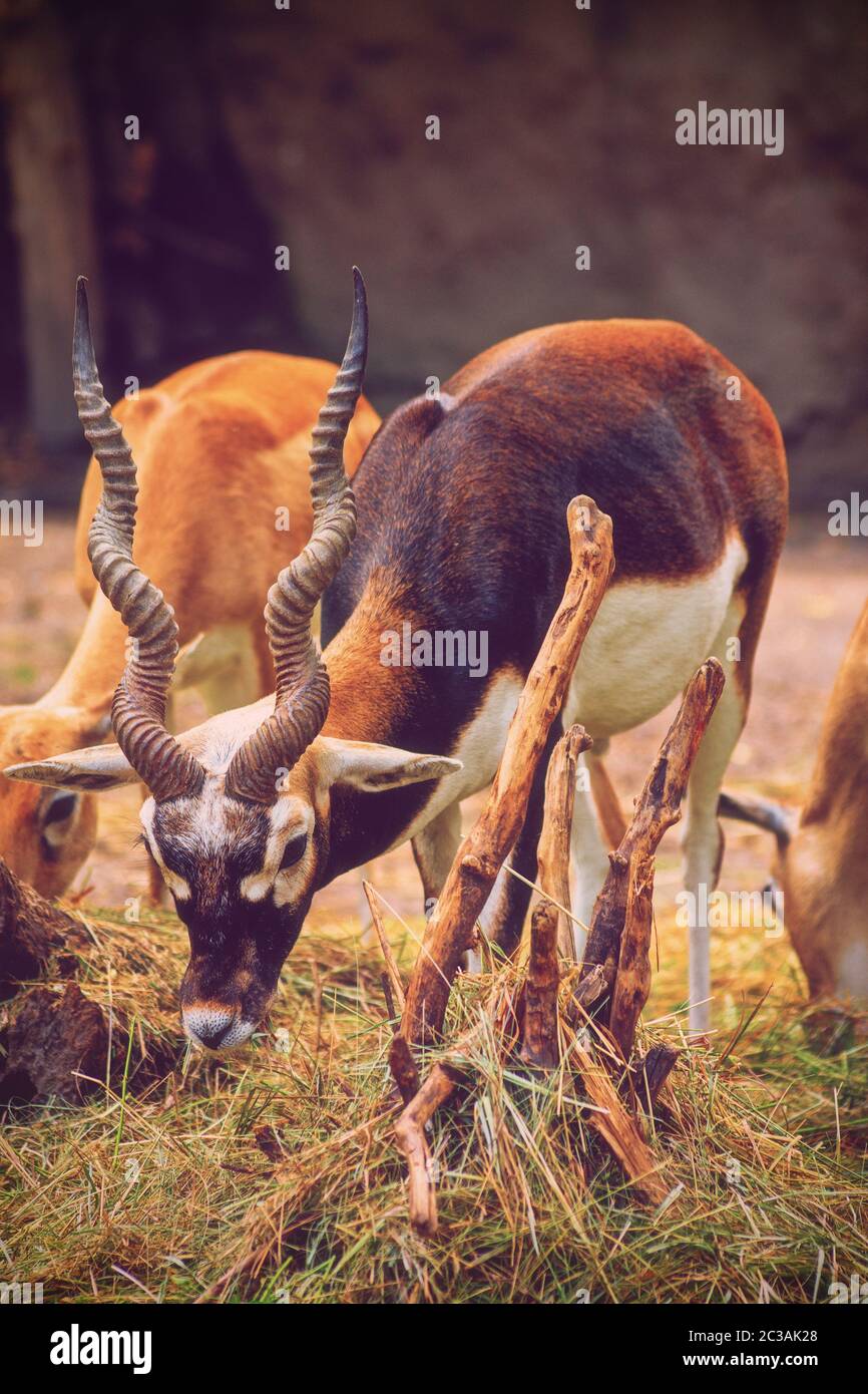 Schöne hirschziegenantilope (Antilope cervicapra) essen Gras. Stockfoto