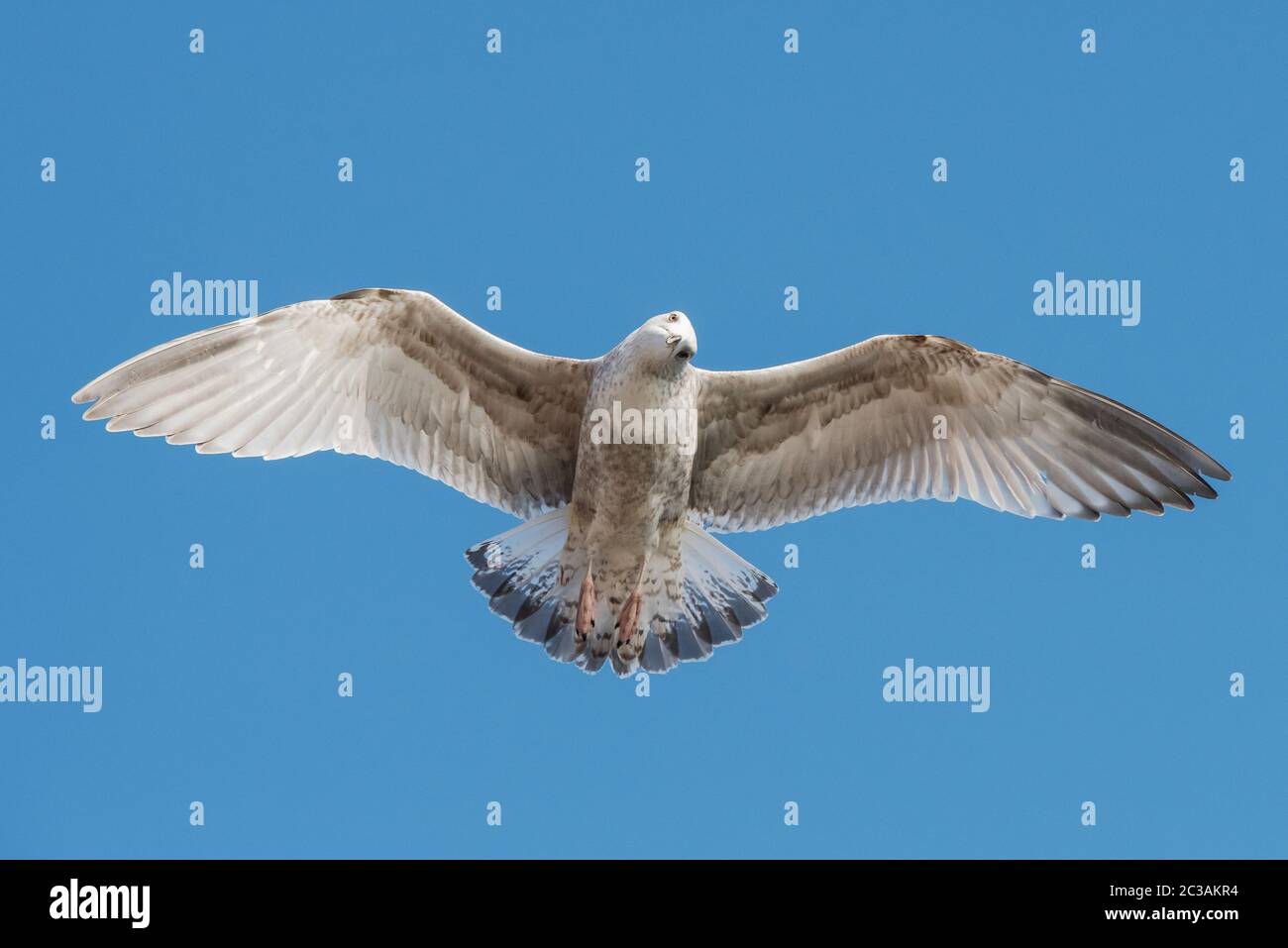 Hering Möwe im Flug am Himmel. Ihr lateinischer Name ist Larus argentatus. Stockfoto