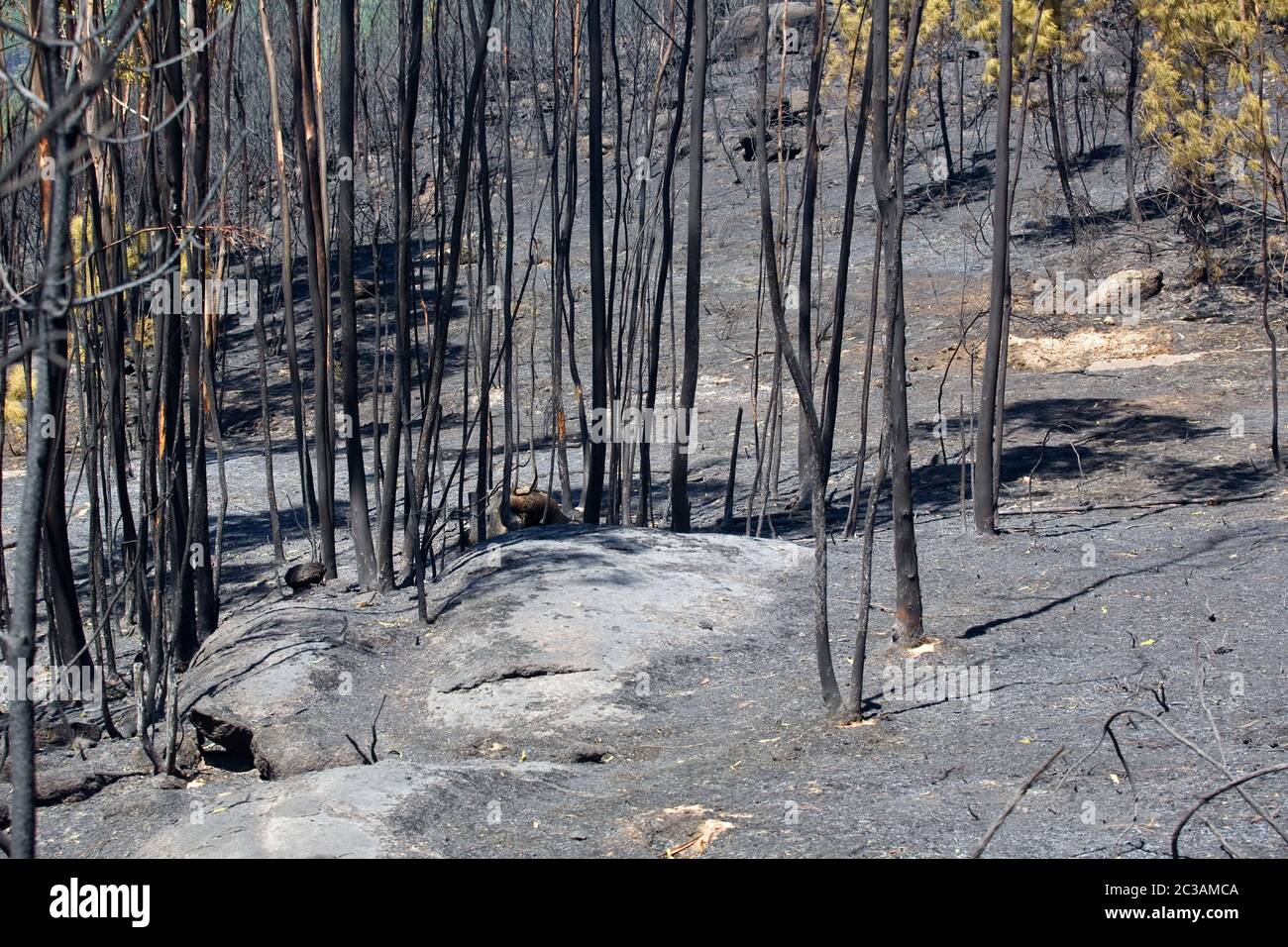 Verbrannten Wald nach einem großen Brand im Norden von Portugal Stockfoto