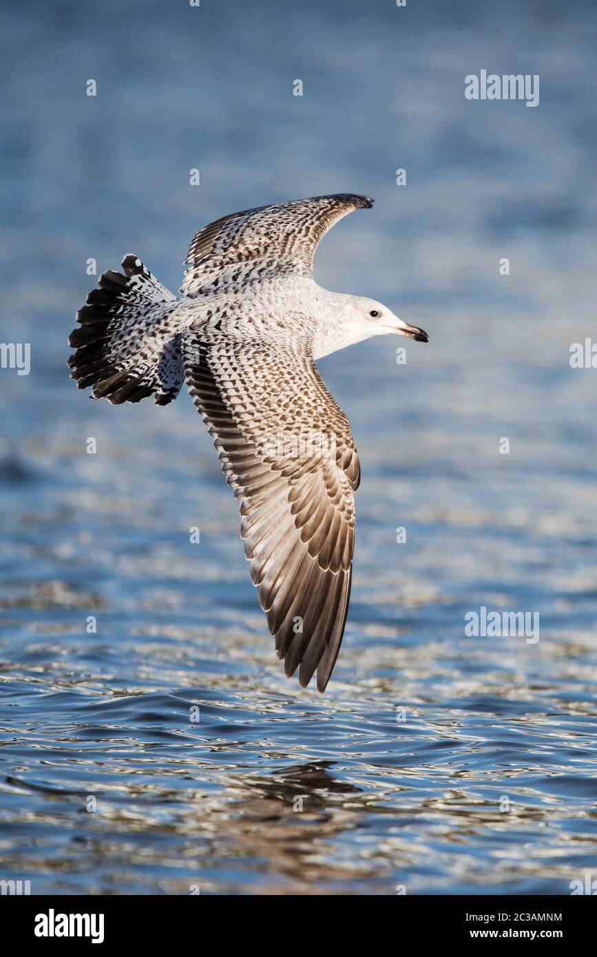 Heringsmöwe in Lebensraum. Ihr lateinischer Name ist Larus argentatus. Stockfoto