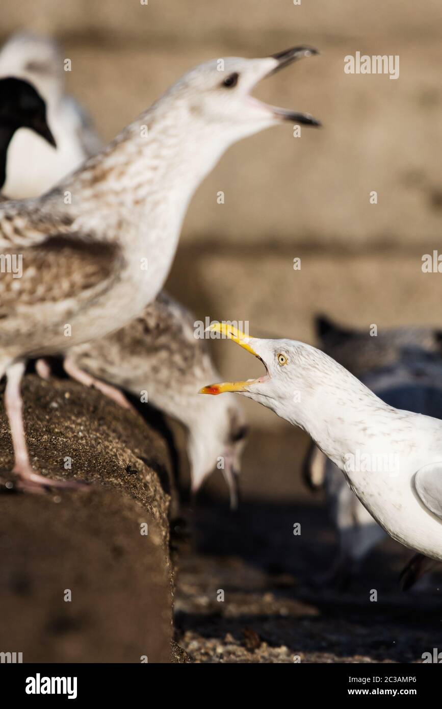 Heringsmöwe in Lebensraum. Ihr lateinischer Name ist Larus argentatus. Stockfoto