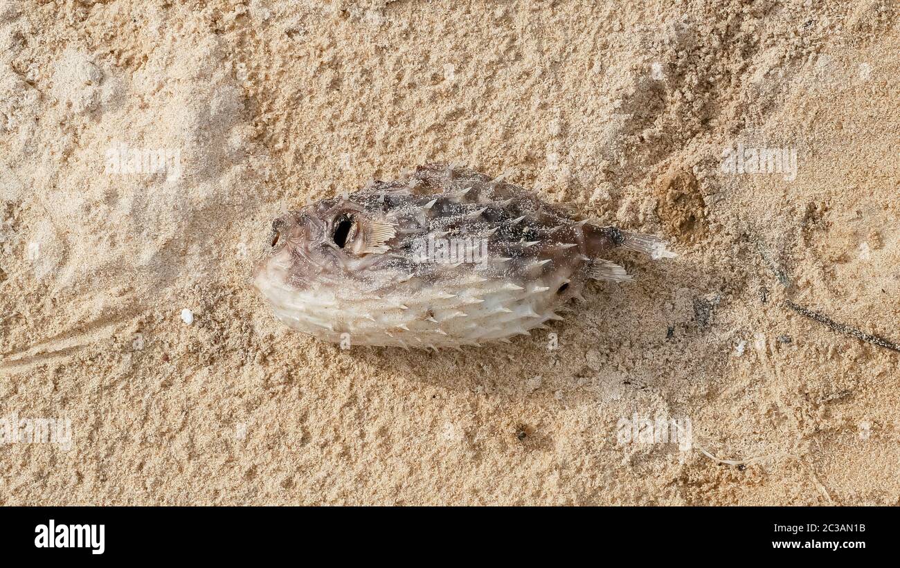 Toter Kugelfisch; Blasfisch; Kugelfisch am Sandstrand im Erdgeschoss Stockfoto