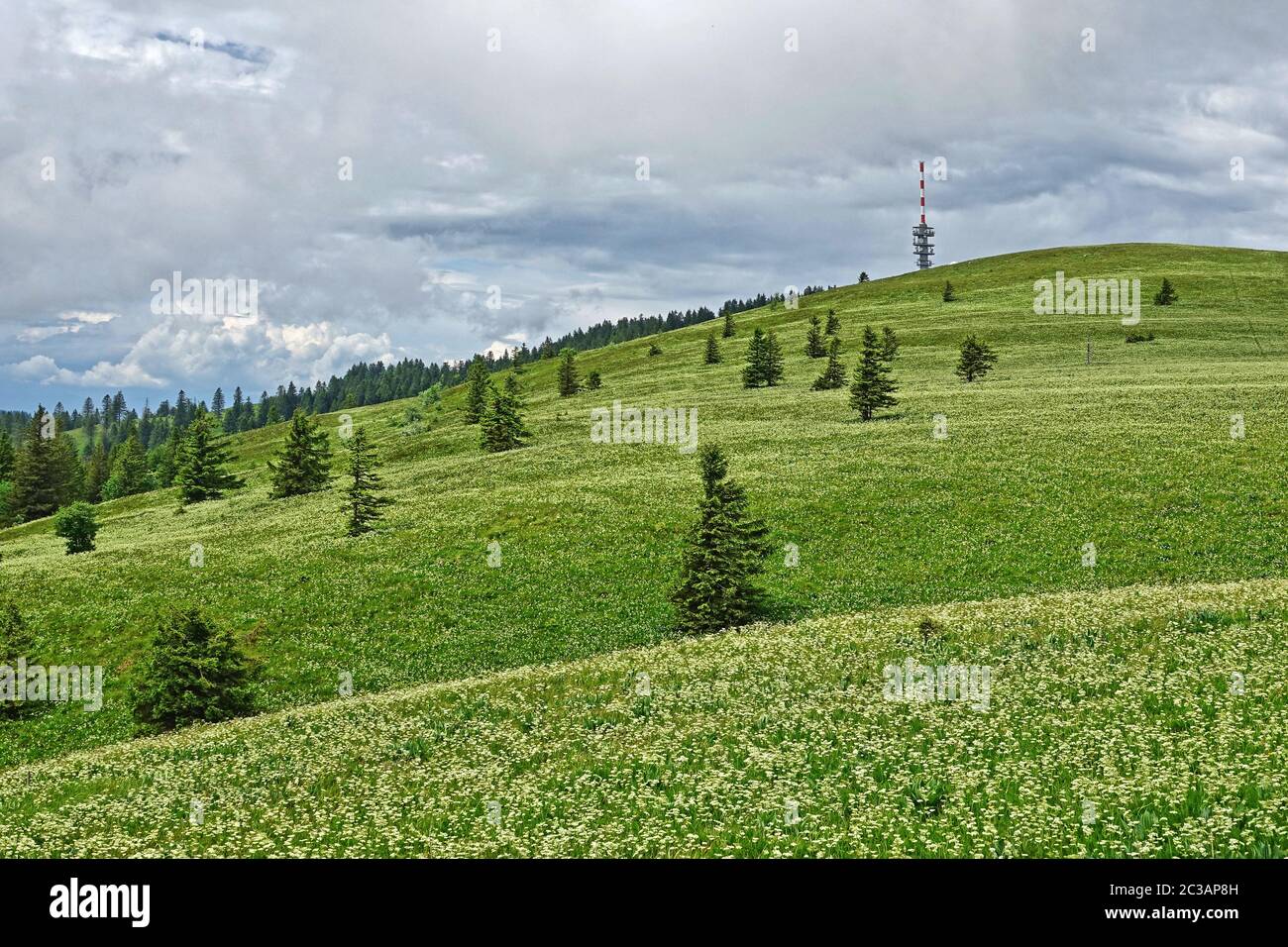 Blick über Wiesen mit Bärenwurzel Meum athamanticum auf dem Feldberggipfel im Südschwarzwald Stockfoto