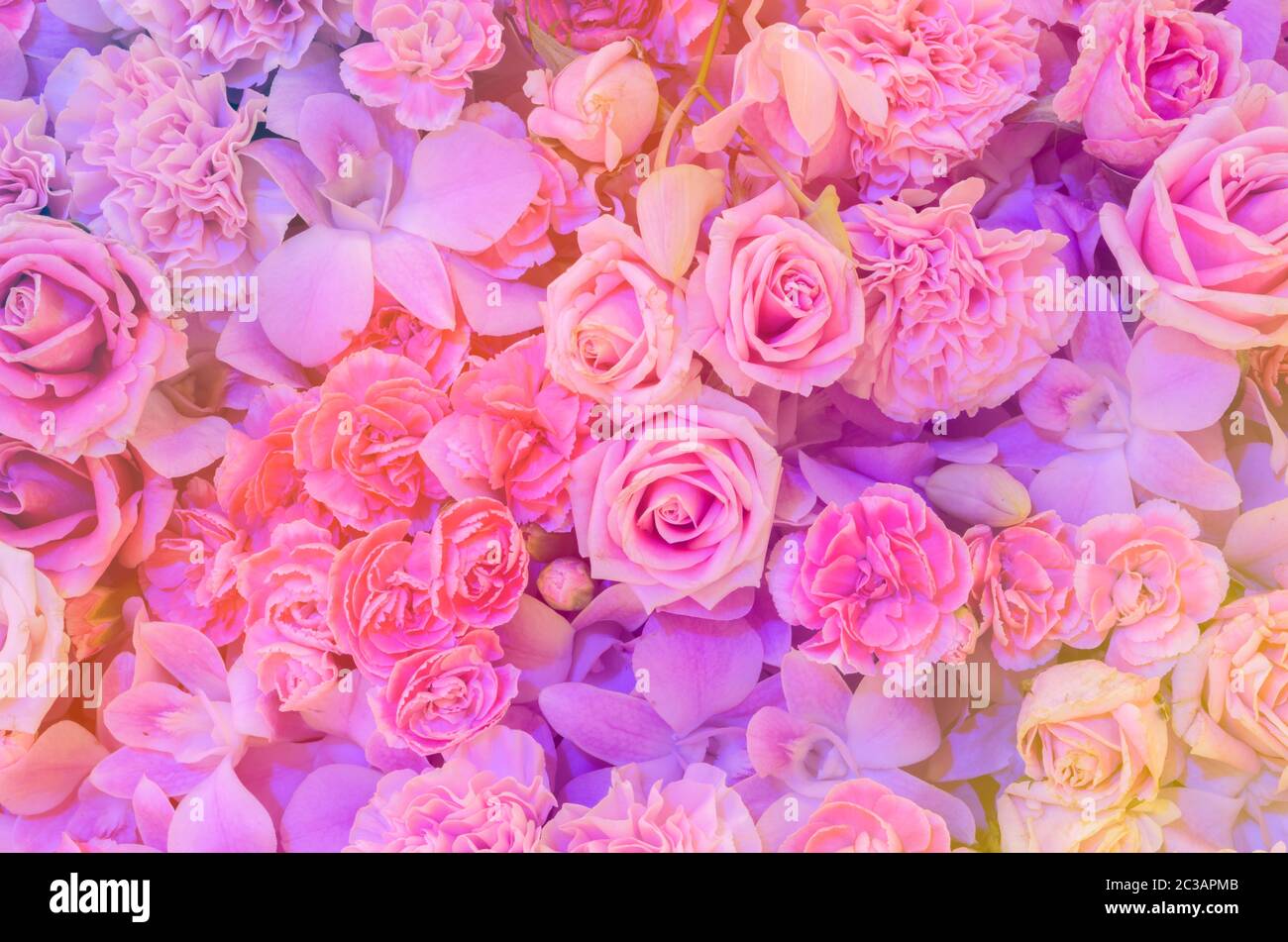 Rosa Blume Hintergrund von Rose, Nelke und Orchidee Stockfoto