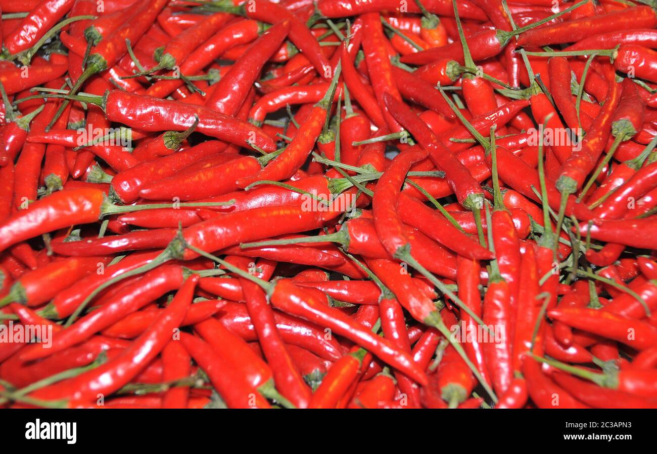 Red chili peppers Stockfoto