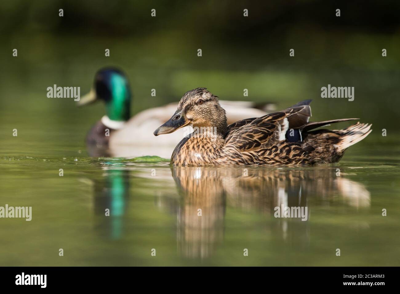 Paar Mallard Duck. Ihr lateinischer Name sind Anas platyrhynchos. Stockfoto