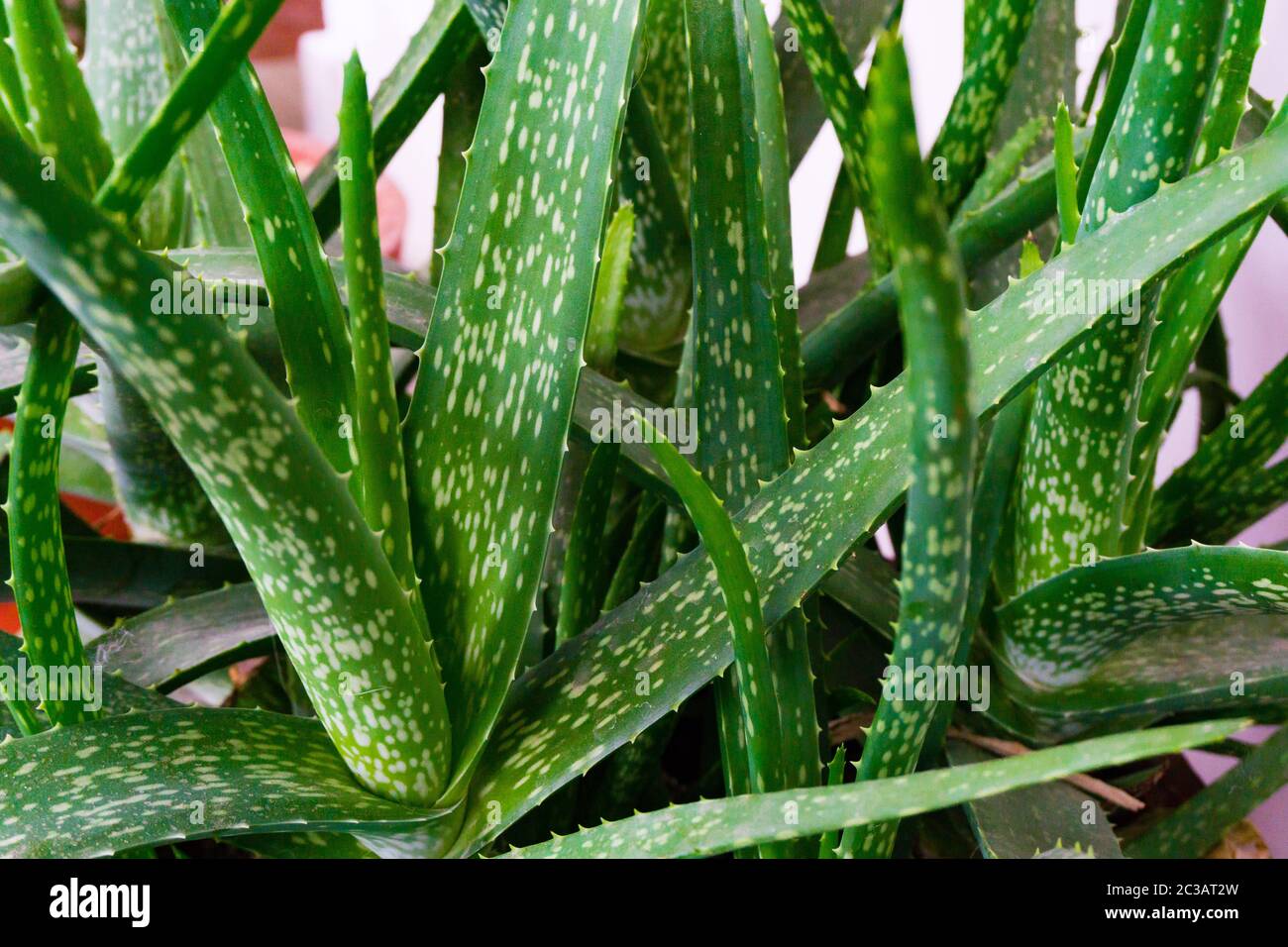 Eine Nahaufnahme einer Aloe Vera Pflanze zu Hause. Aloe Vera ist eine  saftige Pflanzenart der Gattung Aloe Stockfotografie - Alamy