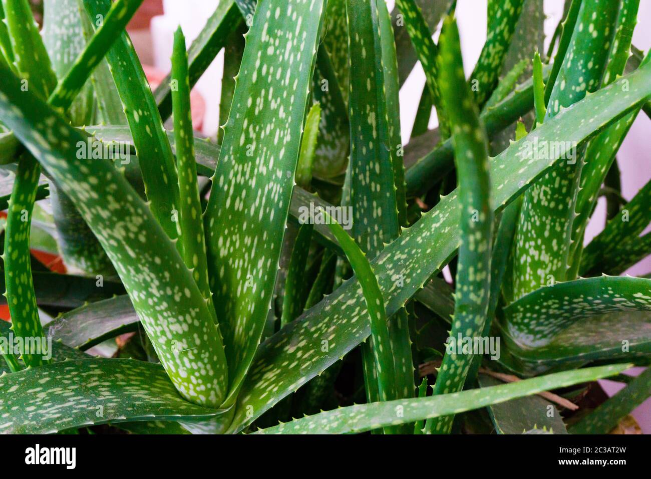 aloe vera getränkekonzentrat wirkung Aloe Vera Getränkekonzentrat – HerbaSchweizProdukte main image 0