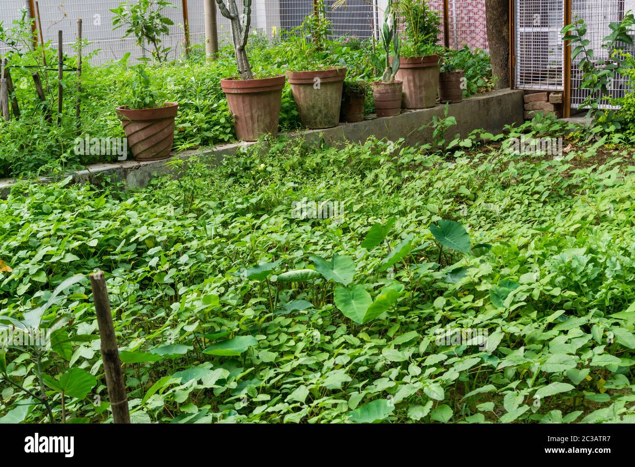 Ein Bio-Garten zu Hause in Indien mit mehreren grünen Gemüse wächst. Stockfoto