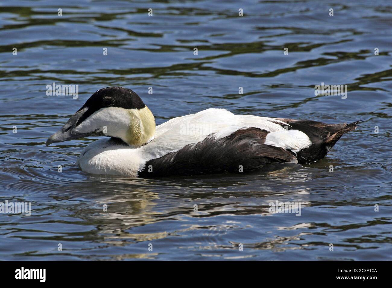 Eider Somateria mollissima - Männchen Stockfoto