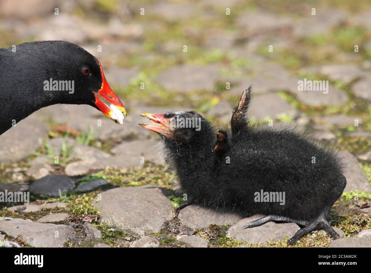 Gemeiner Moorhen Gallinula chloropus Fütterung Küken Stockfoto