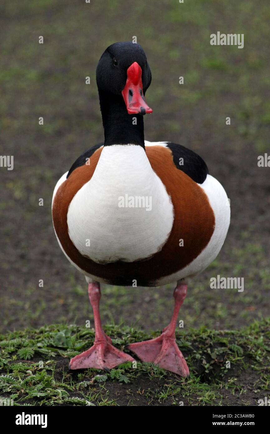 Gemeiner Shelduck Tadorna tadorna - männlich Stockfoto