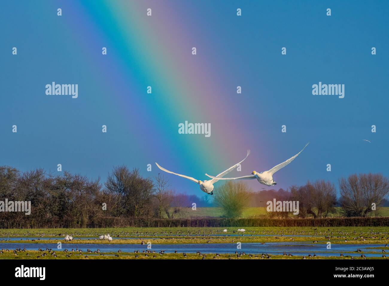 Zwei der Bewick Swans fliegen durch einen Regenbogen Stockfoto