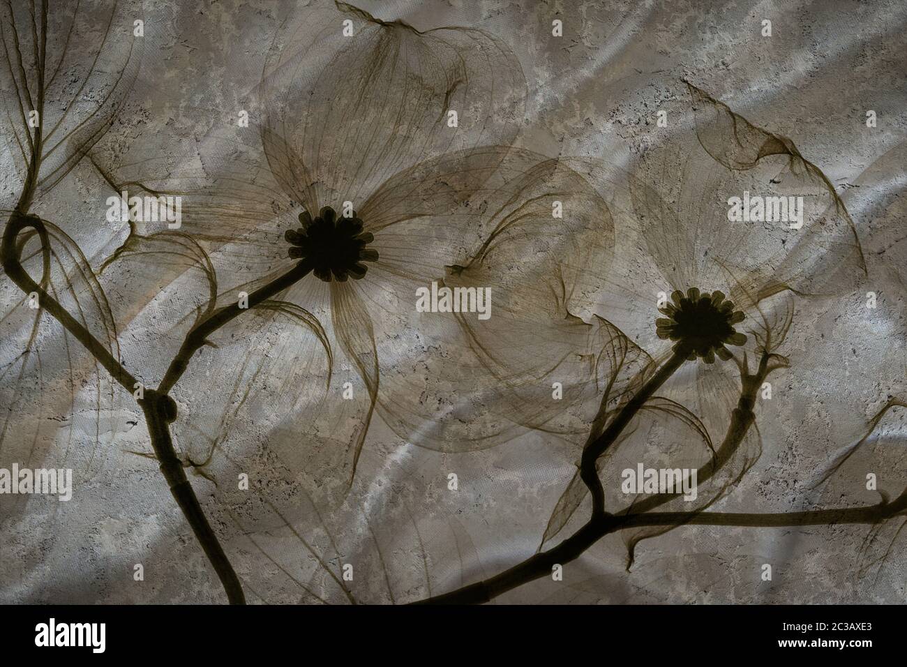 3d-Tapete, abstrakte Blumen auf Beton Wand texturierten Hintergrund. Der Fresko-Effekt, Seideneffekt Stockfoto