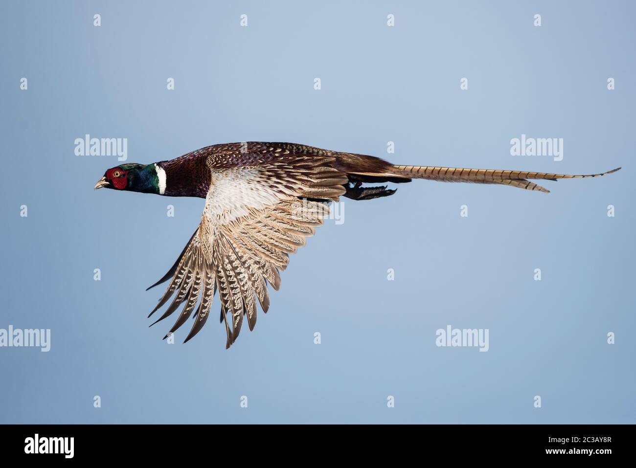 Männchen von Fasan im Flug am Himmel. Sein lateinischer Name ist Phasianus colchicus. Stockfoto