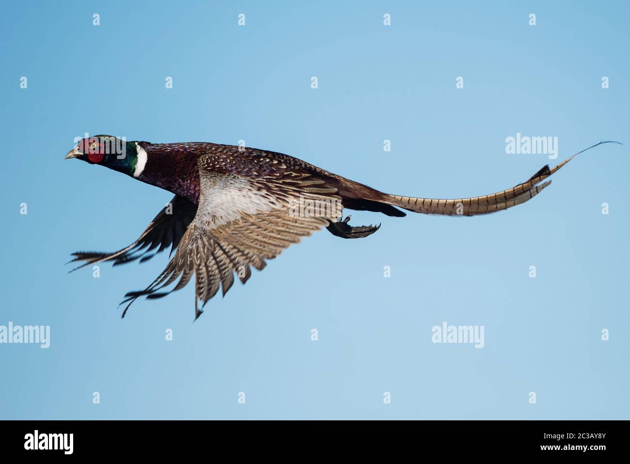 Männchen von Fasan im Flug am Himmel. Sein lateinischer Name ist Phasianus colchicus. Stockfoto