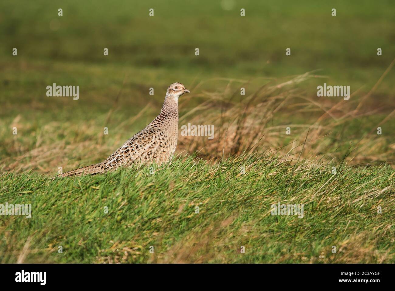 Weibchen von Fasan im Gras. Sein lateinischer Name ist Phasianus colchicus. Stockfoto