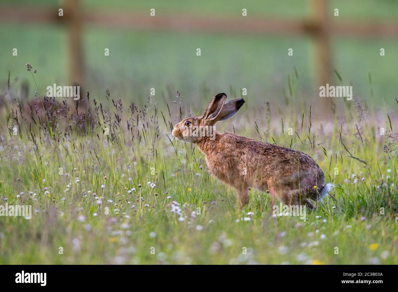 Feldhase, Lepus europaeus, Großbritannien Stockfoto