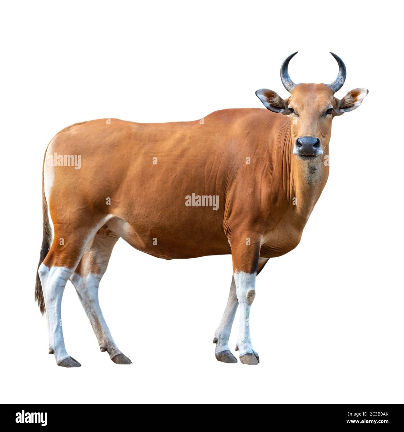 Banteng auf weißem Hintergrund Stockfoto