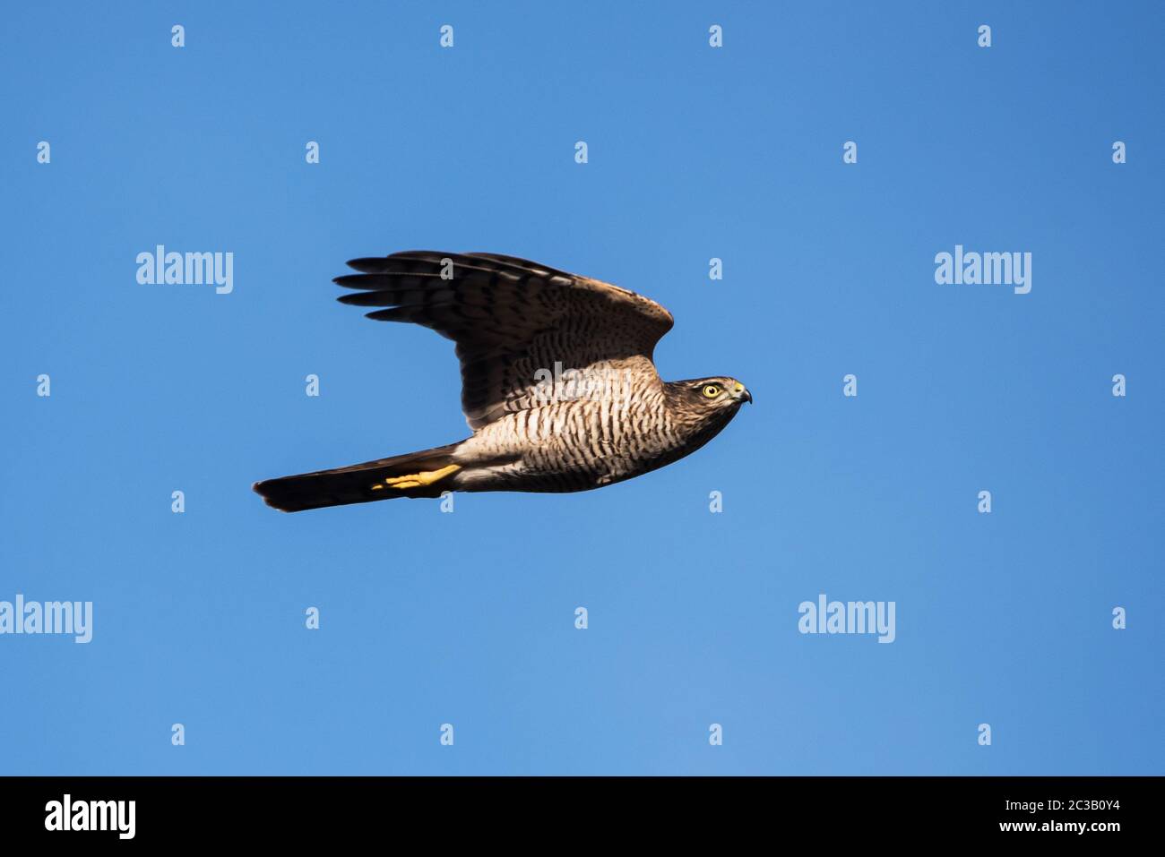 Sparrowhawk n Flug in den Himmel. Sein lateinischer Name ist Accipiter nisus. Stockfoto
