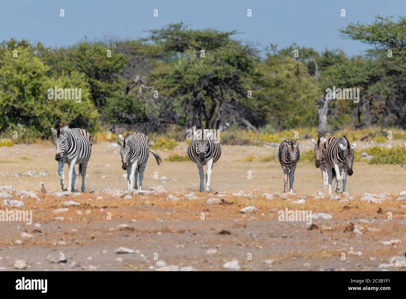 Herde Zebra in afrikanischem Busch, zu Fuß zum Wasserloch. Etosha Wildreservat, Namibia, Afrika Safari Wildlife. Wildtier im Naturlebensraum Stockfoto