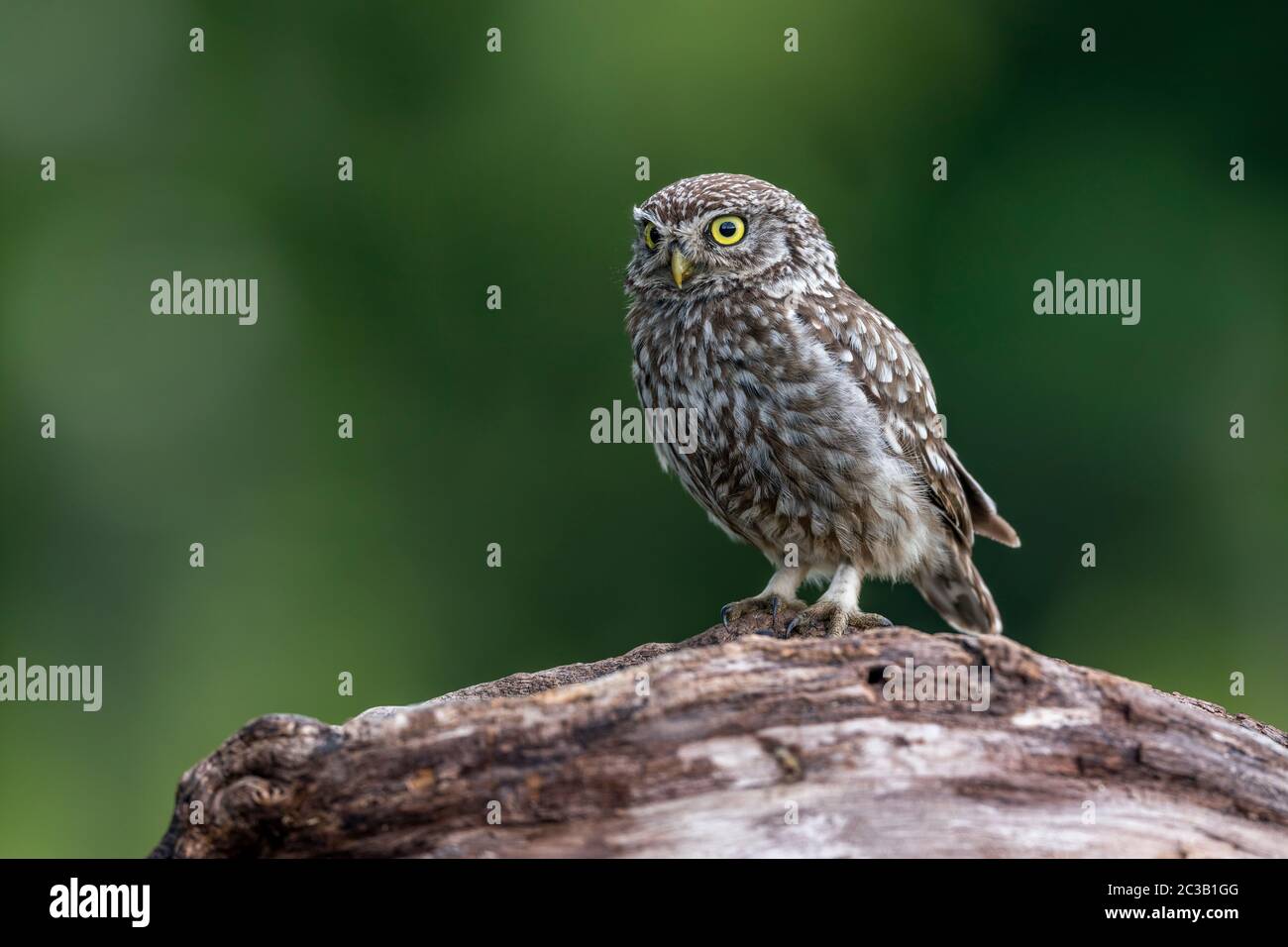 Kleine Eule; Athene Noctua; UK Stockfoto