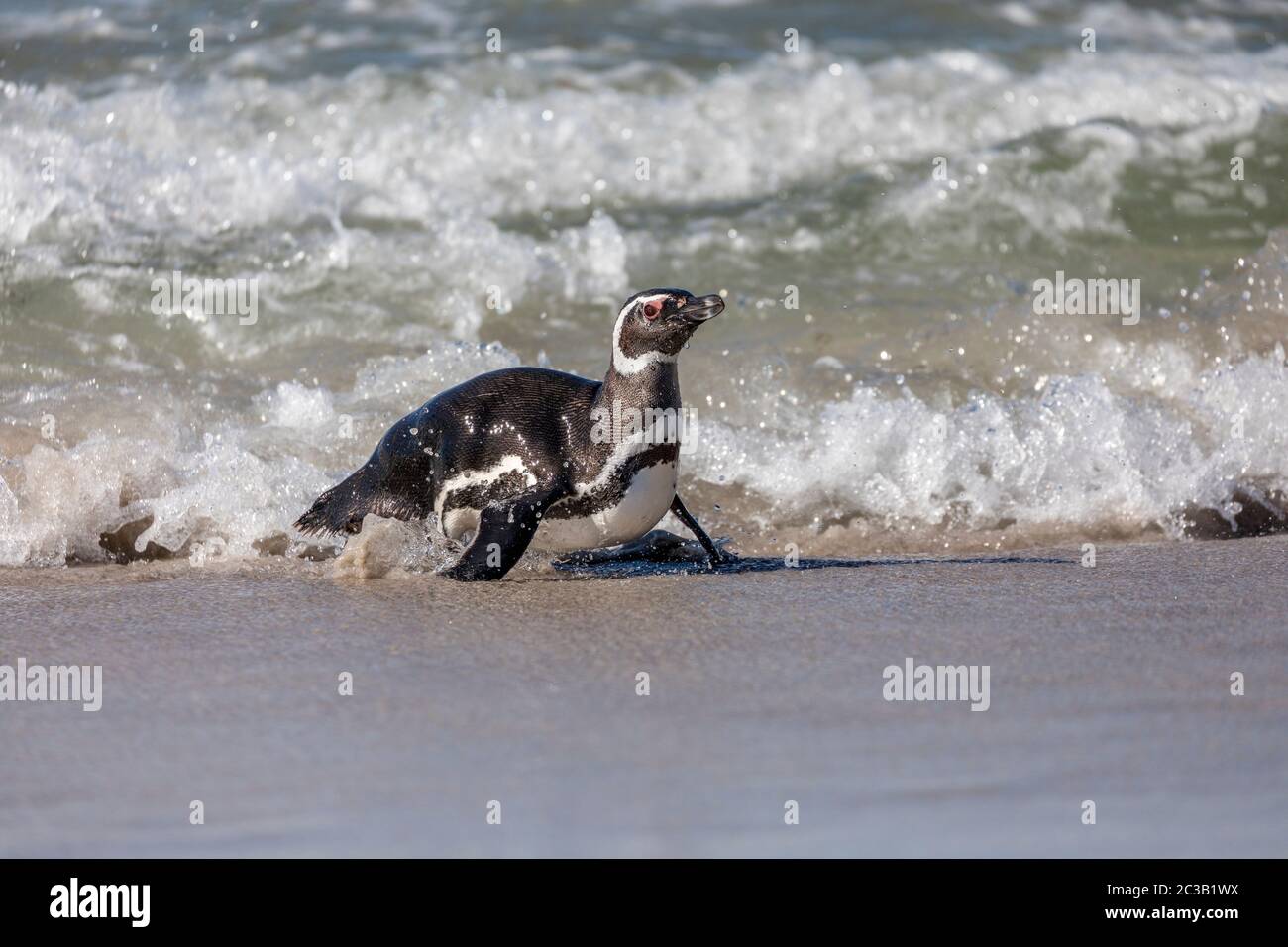 Magellanic Penguin; Spheniscus magellanicus; in der Brandung; Falklands Stockfoto