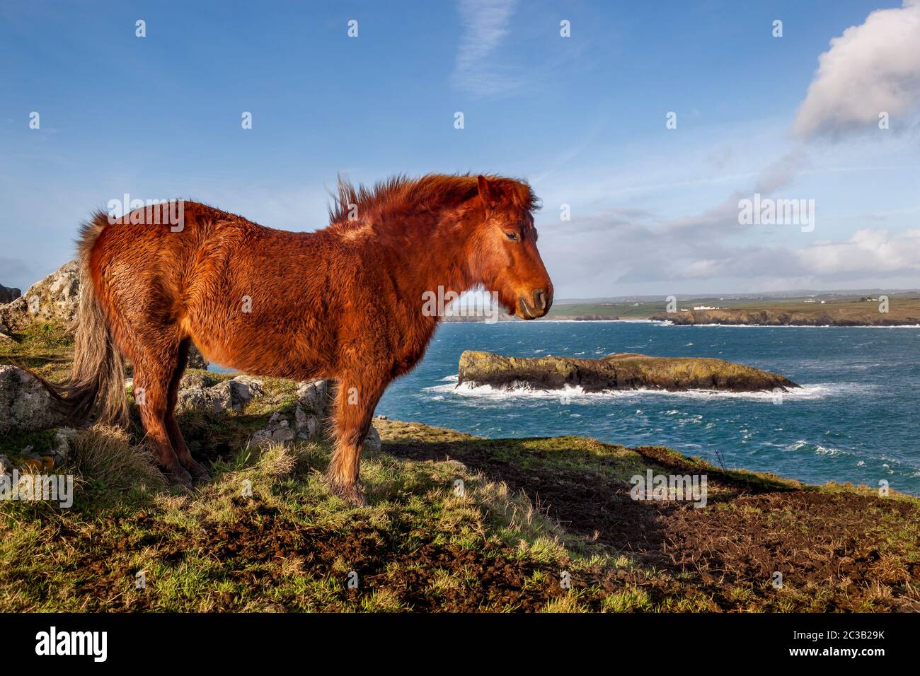 Pony; Mullion; Cornwall; UK Stockfoto